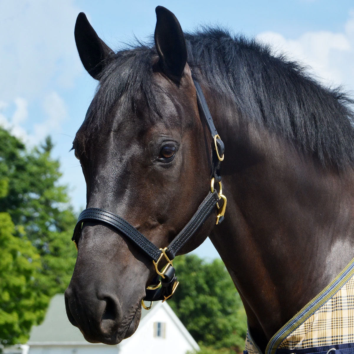 Quiet Creek Leather Halter Triple Stitched Premium Leather 3 Quiet Creek Leather Halter Triple Stitched Premium Leather