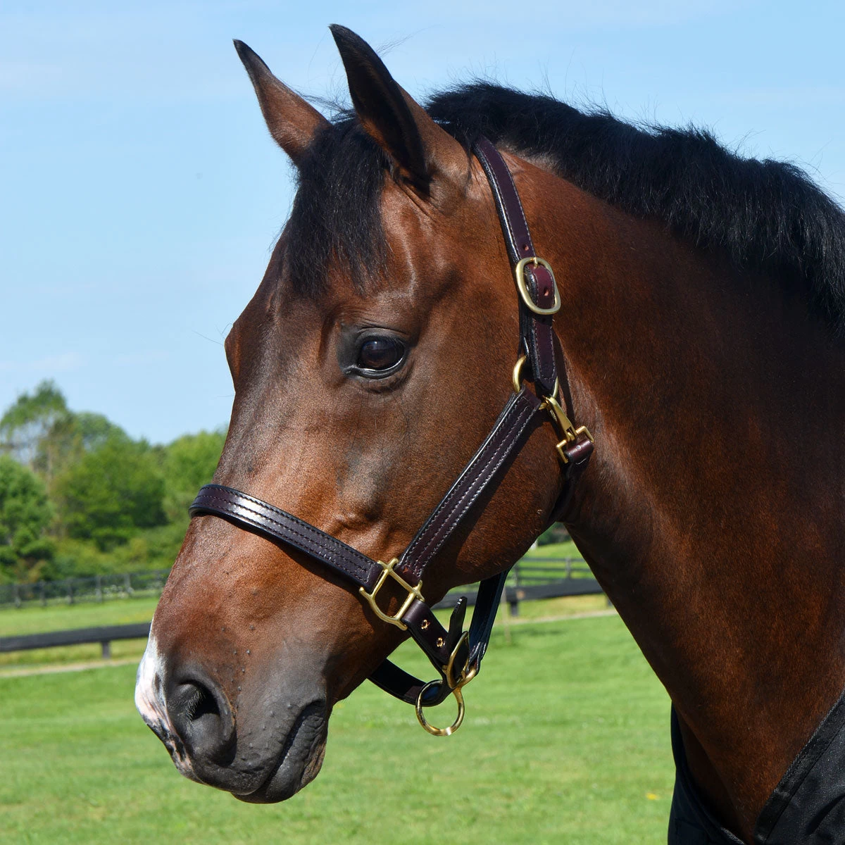 Quiet Creek Leather Halter Triple Stitched Premium Leather 4 Quiet Creek Leather Halter Triple Stitched Premium Leather - Image 2