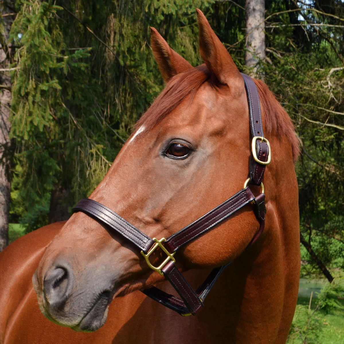 Quiet Creek Leather Halter Thoroughbred Style Brown 4 Quiet Creek Leather Halter Thoroughbred Style Brown - Image 2