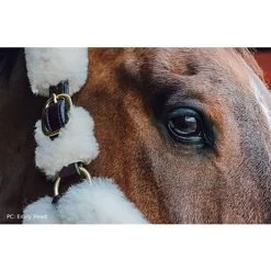 Perris Sheepskin Shipping Halter -Equestrian Supplies Store 125h c1126 alt2