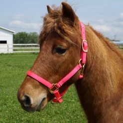 Weaver Leather Weaver Nylon Halter Weanling Pony Size 19 Weaver Leather Weaver Nylon Halter Weanling Pony Size -Equestrian Supplies Store 35 1032 c1128