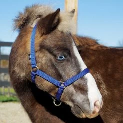 Weaver Leather Weaver Miniature Horse Adjustable Nylon Halter Large -Equestrian Supplies Store 35 4805 c1106