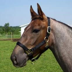 Weaver Leather Weaver Original Yearling Horse Nylon Halter -Equestrian Supplies Store 35 7033 c1105 87b43eb9 2a28 4180 b9f2 1744a580b04b