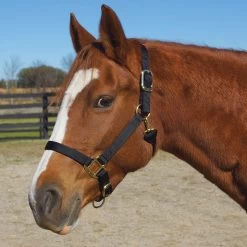 Weaver Leather Weaver Original Large Horse Nylon Halter -Equestrian Supplies Store 35 7036 c1105 8656508d f35a 4be2 b743 5fdc63520481