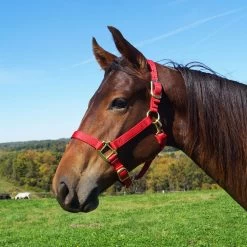 Weaver Leather Weaver Original Large Horse Nylon Halter -Equestrian Supplies Store 35 7036 c1158