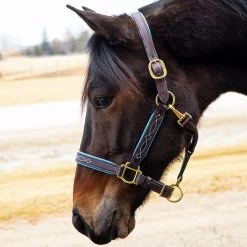 Quiet Creek Oxford Fancy Padded Leather Halter - Havana -Equestrian Supplies Store 4479ph c1137