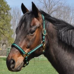 Country Pride Padded Two Tone Nylon Halter -Equestrian Supplies Store 858735 c1133