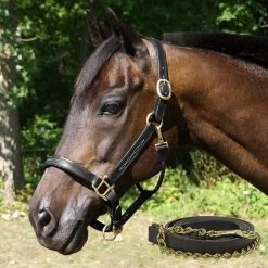 Fancy Stitched Padded Leather Halter With Matching Lead -Equestrian Supplies Store 8763sk c1105 db699703 25e5 4219 bf18 9dce93b28c29