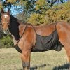 Cashel Fly Sheet Belly Guard -Equestrian Supplies Store fsbg