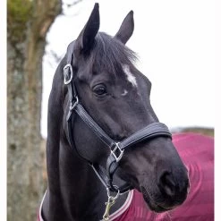 LeMieux Stitched Anatomical Leather Halter 20 LeMieux Stitched Anatomical Leather Halter -Equestrian Supplies Store it00882 c1105 alt2