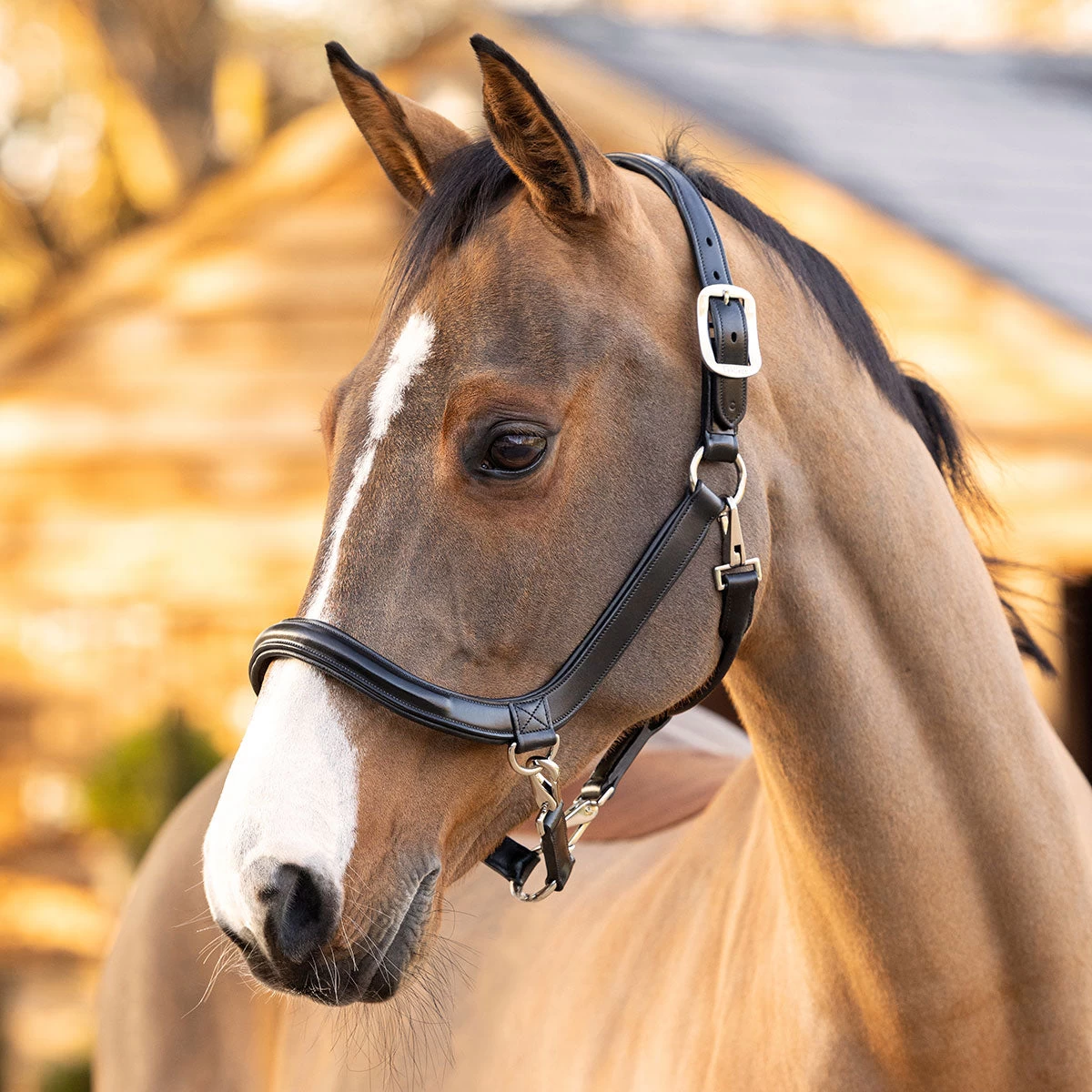 Lemieux LeMeux Leather Grooming Halter 4 Lemieux LeMeux Leather Grooming Halter - Image 2