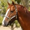 Kensington Breakaway Halter With Padded Nose 1 Kensington Breakaway Halter With Padded Nose -Equestrian Supplies Store khsb c1105